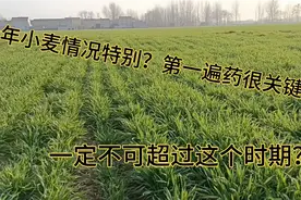 今年小麦管理一定要注意，小麦第一遍药什么时间喷施，用什么药剂视频封面
