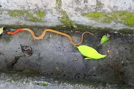 遇见蛇在易经中的寓意视频封面