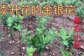 四季金银花，开花清香，时间长，你怎么看视频封面
