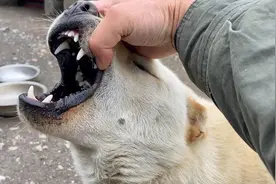 狗狗为什么会突然攻击自己的主人？视频封面