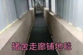猪舍走廊铺地毯，消毒效果更彻底！你们能做到吗？