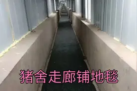 猪舍走廊铺地毯，消毒效果更彻底！你们能做到吗？视频封面