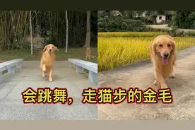 全网最聪明的金毛，会跳舞、走猫步、还会帮主人干活：成精了
