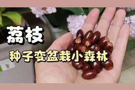 吃剩的荔枝种子不要扔，简单栽种，收获一盆彩叶小森林