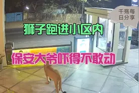 惊魂时刻！一头狮子突然闯进某小区，保安在门岗里瑟瑟发抖视频封面