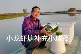 小龙虾塘气温回升后为何定期补充小球藻？原来其中好处有很多视频封面
