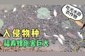 福寿螺泛滥危害巨大，种水稻莲藕都遭殃，农村人很讨厌它