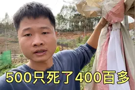 山鸡养殖倒闭了，每天死几十个，怎么死的都不知道，太难养了视频封面