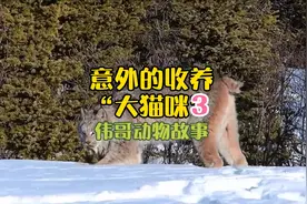 感人动物故事：外国一女子收养两只流浪猫竟然有一只是猞猁！后续视频封面