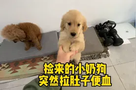 捡来的小奶狗，今天突然便血，喂它人吃的拉肚子药试试视频封面
