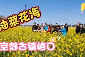 北京周边旅游攻略，800亩油菜花海正值赏花季，太漂亮了视频封面