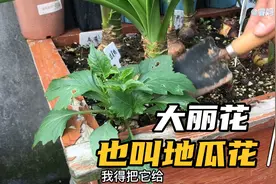 以为冻死的小丽花，竟然发芽了给它换个盆，大小丽花如何区分视频封面