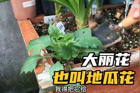 以为冻死的小丽花，竟然发芽了给它换个盆，大小丽花如何区分视频封面