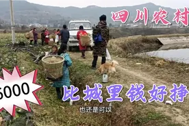 四川农村6000一个月比城里钱还好挣，中午还管饭，太划得来了视频封面