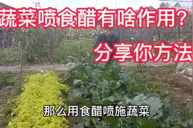 蔬菜喷施食醋到底有啥作用？看看有经验的人怎么说，真实分享视频封面