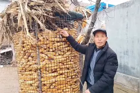 农村老人真厉害，用一把尺子就能知道玉米的重量，一起学习一下视频封面