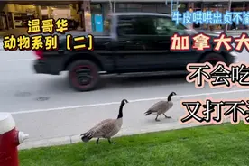 不会吃又打不过的加拿大大鹅，危害有多大？视频封面