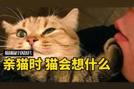 人亲猫咪时，猫咪在想什么？教你如何跟猫“示爱”