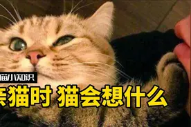 人亲猫咪时，猫咪在想什么？教你如何跟猫“示爱”视频封面