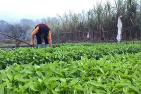 农民用这种方法移栽辣椒苗，注意这3步，后期成活快长势好产量高视频封面