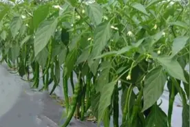 辣椒、西红柿、豆角叶子发皱？病毒病？用这个真好使，没有危害视频封面