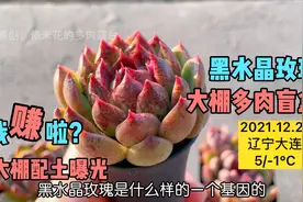 本地多肉大棚买的黑水晶多肉，回家后脱土，为啥状态好一目了然视频封面