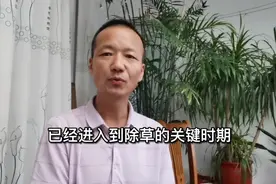 氰氟草酯和吡嘧磺隆容易产生拮抗，你可以这样做