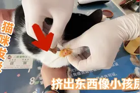 猫咪高空16米高空坠落发炎，挤出一大堆液体像小孩尿！真是心疼视频封面