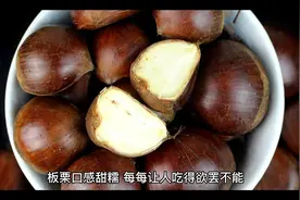 秋食板栗正当时，堪称“天然补药”，还有这么多好处视频封面