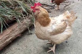 生气鸡视频封面
