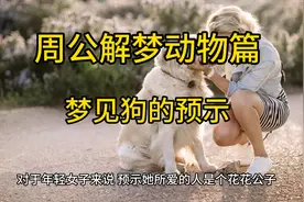 周公解梦动物篇之梦见狗的预示#人类最忠实的朋友 #狗狗视频封面