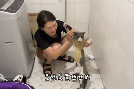 出门两天，猫咪伤口化脓粘了一身捕鼠胶，用父亲剃发刀把猫毛剃了视频封面