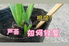 芦荟一不小心养烂根，看如何处理才能长壮根视频封面
