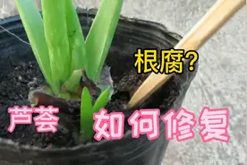 芦荟一不小心养烂根，看如何处理才能长壮根视频封面
