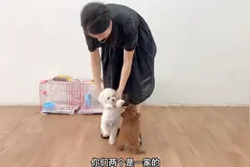 2只狗狗要去新家了，临走前为争宠竟然急的站起来求抱抱，成精了视频封面
