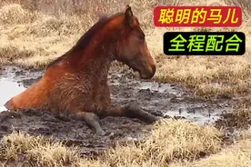 聪明的马儿，被救时全程配合，获救后久久不想离去#动物世界 #马