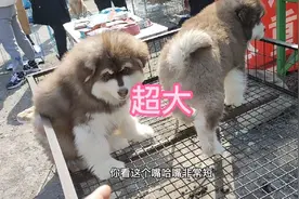 巨型阿拉斯加和狼版阿拉斯加的差距在哪？