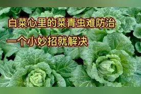 白菜心里的菜青虫难防治，分享一个小妙招，轻松就解决视频封面