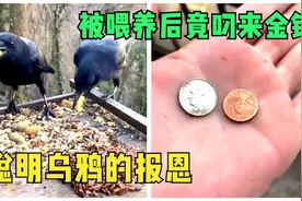 乌鸦被喂养后竟叼来金钱作为回报，还有满满一玻璃瓶的礼物视频封面