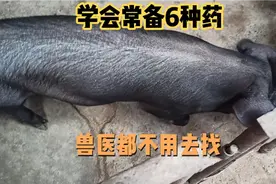 养猪必备的六大特效药，如果你学会了，兽医都不用去找视频封面
