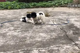 乡下碰到母狗生的两只黑头犬，性格很活跃，很有灵性