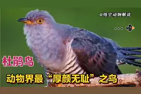 杜鹃鸟（又名布谷鸟）最懒，最无耻的益鸟！视频封面