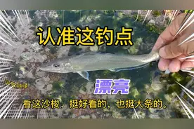 海钓分享钓点，一切免费，资源丰富，沙滩赶海，露营度假，一流！视频封面