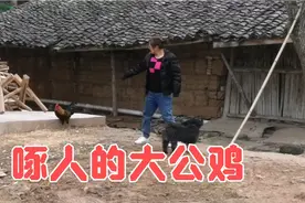 放养的大公鸡要啄人，看到陌生人就追，是什么原因引起鸡啄人呢？视频封面