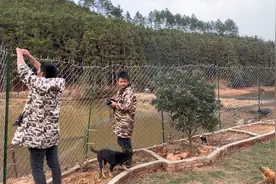 小邓深山养土鸡，今天给生活区安装1500个太阳能灯，看看效果如何