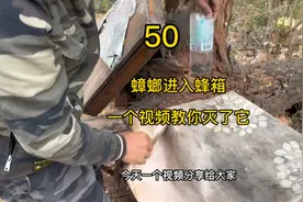 蟑螂进入蜂箱，如何处理它，今天一个视频告诉你。