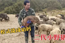 网友认养了头二代小野猪，夫妻听到有点懵，这模式会有前途吗？视频封面