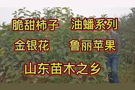 山东苗木之乡，各种果树苗品种齐全，看看苗子如何视频封面