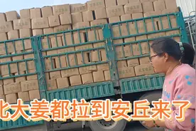 潍坊安丘是全国最大的农产品大姜出口基地，东北的大姜都往这拉视频封面