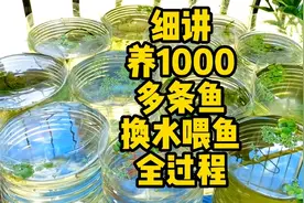 1000条鱼平时怎么换水喂鱼，每天只需几分钟视频封面